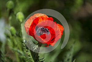 Red poppy flower, close up in the garden with blurry green background