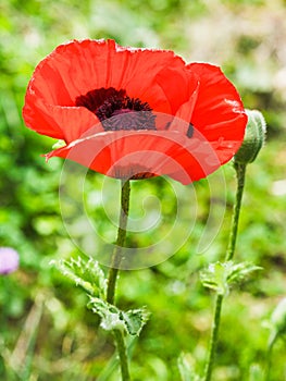 Red poppy flower close up on meadow in summer