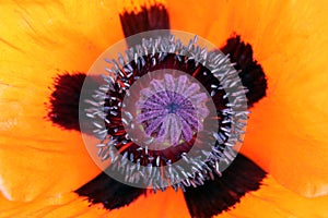 red poppy flower close up with pistil and stamen