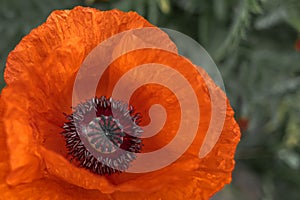 Red poppy flower close-up in a wild field