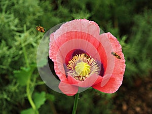 Red poppy flower closeup with approaching hoverflies