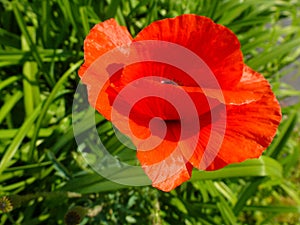 Red poppy flower closeup with bright shiny petals and lush green background