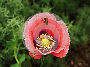 Red poppy flower closeup with hoverflies