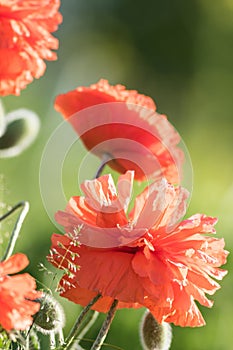 Red poppy flower closeup in soft morning light copy space