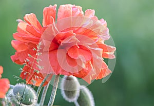 Red poppy flower closeup in soft morning light copy space