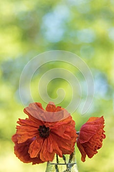 Red poppy flower closeup in soft morning light copy space