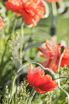 Red poppy flower closeup in soft morning light portrait
