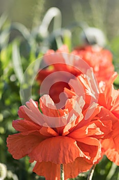 Red poppy flower closeup in soft morning light portrait copy space
