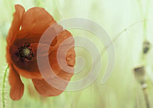 Red poppy flower