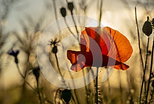 Red poppy flower in a corn field - backlight during sunset