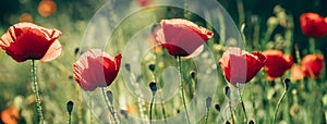 Red poppy flower in countryside field. Summer landscape with wildflower bud at sunny day. Vintage garden wallpaper art