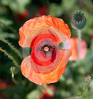 Red poppy, flower detail, weed plant, beautiful flower