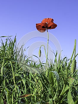 Red poppy flower with dew drops on petals close-up in green grass against blue sky