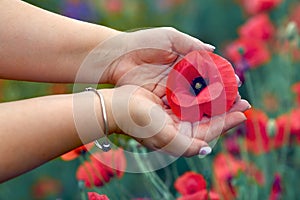 Red poppy flower in female hands close up. Flar lay flower in hand
