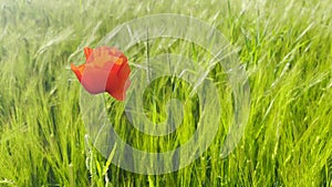 Red poppy flower in field