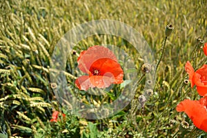 Red poppy flower in a field of green wheat