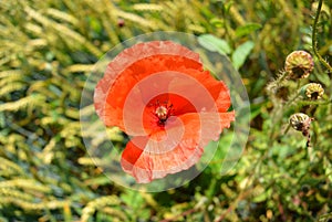 Red poppy flower in a field of green wheat