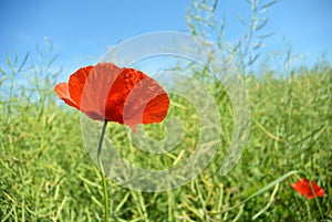 Red poppy flower in a field of green wheat