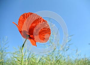 Red poppy flower in a field of green wheat