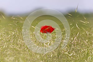  red poppy flower in a field of rie, in summer