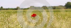  red poppy flower in a field of rie, in summer