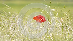  red poppy flower in a field of rie, in summer