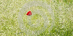  red poppy flower in a field of rie, in summer