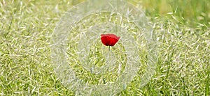  red poppy flower in a field of rie, in summer