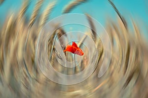 Red poppy flower in a field in spring with radial blur background