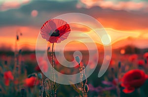 Red poppy flower in the field at sunset