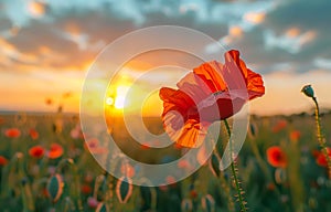 Red poppy flower in the field at sunset. beautiful nature background