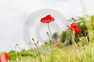 Red poppy flower on the field, symbol for Remembrance Day