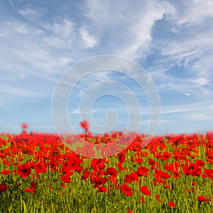 red poppy flower field under cloudy sky