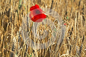 Red poppy flower on the field of wheat during sun rise