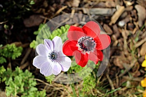 red poppy flower in the garden. close up view of poppy Anemone