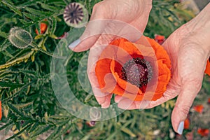 A red poppy flower in a girl's hands