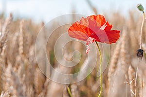 Red poppy flower in a golden ripe defocused wheat field