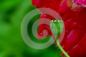 Red poppy flower on a green blurry background. The concept of drugs and opium. Beautiful natural background for the project.