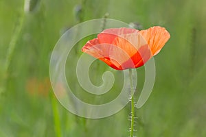 Red poppy flower in green grass