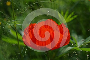 Red poppy flower on green grass