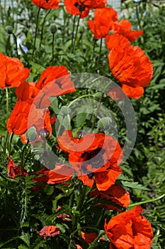 Red poppy. a flower in the green grass. nature in summer.