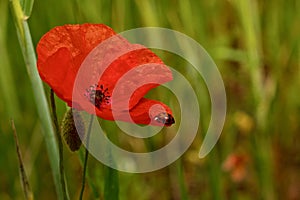 Red Poppy flower in a green meadow