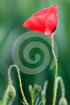 Red poppy flower on green natural background