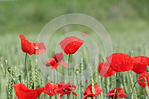 Red poppy flower and green wheat