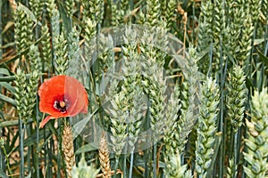 Red poppy flower among green wheat ears