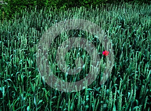 Red poppy flower in green wheat field