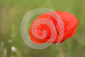 Red poppy flower growing in field, closeup