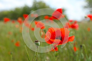 Red poppy flower growing in field, closeup. Space for text