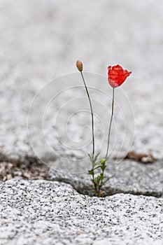 Red poppy flower growing out of a cobblestone plaster