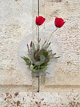 A red poppy flower growing through sandstone wall
